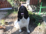 Превью фото № 162697