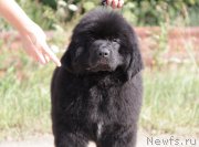 Превью фото № 162715