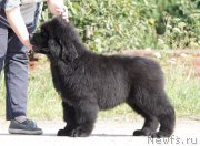 Превью фото № 162716