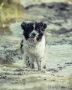 Превью фото № 162720