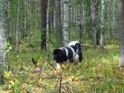 Превью фото № 162734