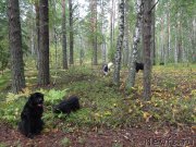 Превью фото № 162736