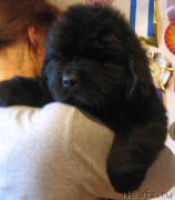 Превью фото № 162792