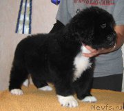 Превью фото № 162793