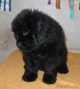 Превью фото № 162802