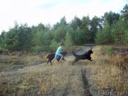 Превью фото № 162832