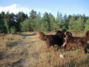 Превью фото № 162833