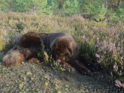 Превью фото № 162836