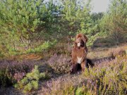 Превью фото № 162838