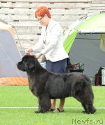 Превью фото № 162850