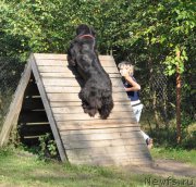 Превью фото № 162858