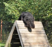 Превью фото № 162859