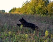 Превью фото № 163011