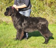 Превью фото № 163069