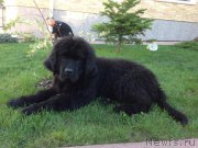 Превью фото № 163073