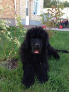 Превью фото № 163074