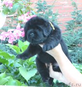 Превью фото № 163078