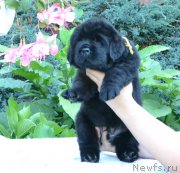 Превью фото № 163079