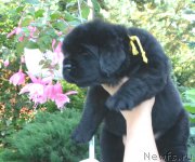 Превью фото № 163081