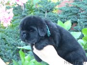 Превью фото № 163083