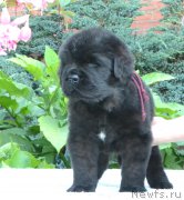 Превью фото № 163087