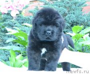 Превью фото № 163091