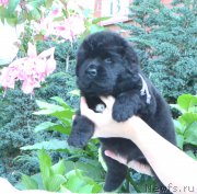 Превью фото № 163094