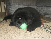 Превью фото № 163097