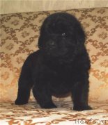 Превью фото № 163103