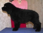 Превью фото № 163108