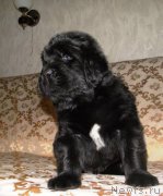 Превью фото № 163110