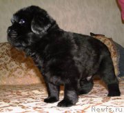 Превью фото № 163116