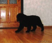 Превью фото № 163120