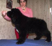 Превью фото № 163126