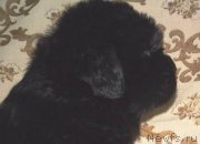 Превью фото № 163128