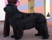 Превью фото № 163152