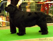 Превью фото № 163156