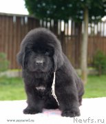 Превью фото № 163190