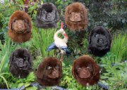 Превью фото № 163196