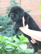 Превью фото № 163246