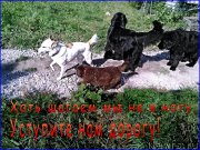 Превью фото № 163291