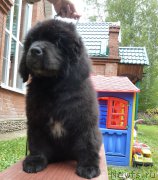 Превью фото № 163308