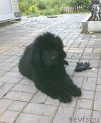 Превью фото № 163311