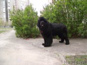 Превью фото № 163369