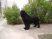 Превью фото № 163370