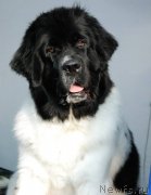 Превью фото № 163375