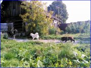 Превью фото № 163417