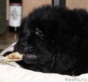 Превью фото № 163459