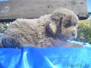 Превью фото № 163480