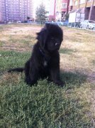 Превью фото № 163486